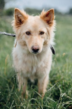 Sevimli kabarık sarı köpek yaz parkında yeşil çim yürüyüş. Reklam