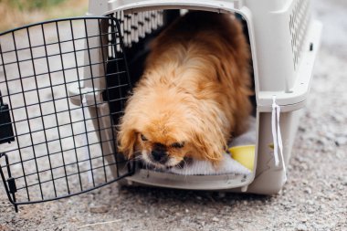 Barınakta kafeste oturan yaşlı pekin köpeği. Sevimli 