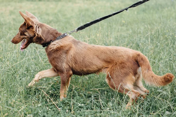 Yaz parkında yeşil çimenlerde yürüyen sevimli kahverengi köpek. Karışık bree