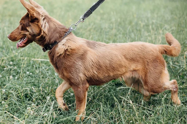 Yaz parkında yeşil çimenlerde yürüyen sevimli kahverengi köpek. Karışık bree