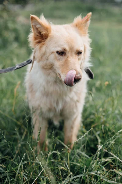 Aranyos bolyhos kutya nyalás nyelvét, és séta a zöld fű összege — Stock Fotó