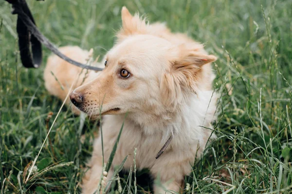 Śliczne puszyste przestraśny pies chodzenie w zielonej trawie w parku letnim. Ad — Zdjęcie stockowe