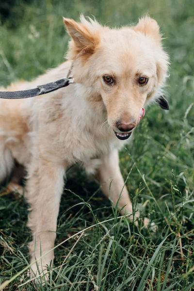 Carino soffice cane spaventato passeggiare nell'erba verde nel parco estivo. Pubblicità — Foto Stock