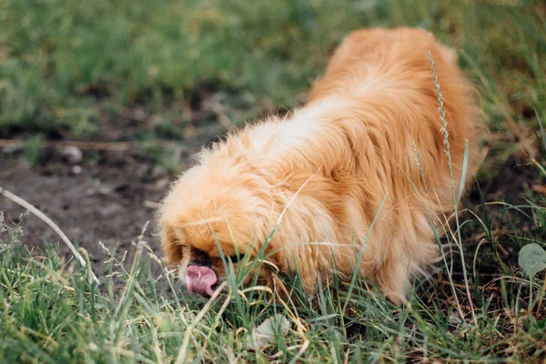 Lindo perro pekinés viejo paseando en el parque verde en refugio. Adorabl —  Fotos de Stock