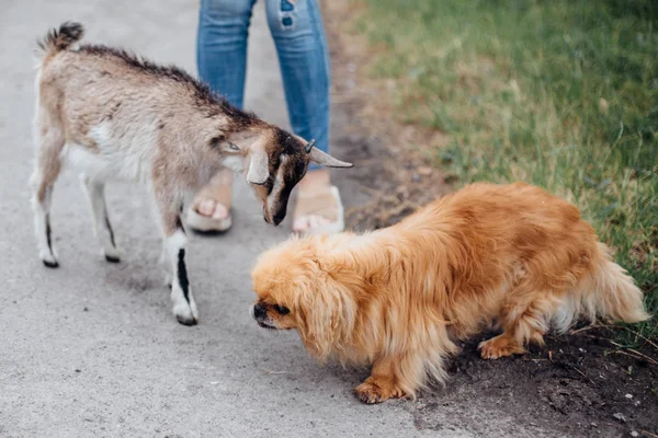 Cute little goat making friends with old pekingese dog in green — Stock Photo, Image