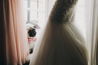 Şık düğün dres gelin bakarak papyon sevimli pug köpek