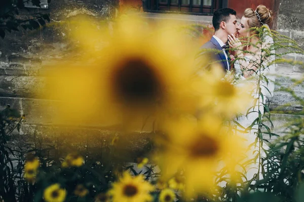 Mireasă elegantă și mire sărutându-se printre flori galbene în soare ci — Fotografie, imagine de stoc