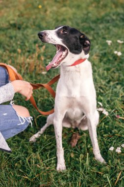 Yaz parkında komik bir görünüm ile sevimli evsiz köpek okşama.