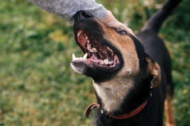 Yaz parkında komik bir görünüm ile sevimli evsiz köpek okşama.