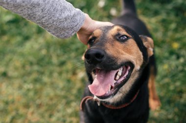 Yaz parkında komik bir görünüm ile sevimli evsiz köpek okşama.