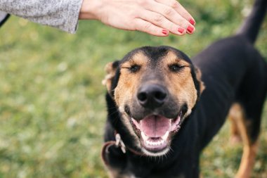 Yaz parkında komik bir görünüm ile sevimli evsiz köpek okşama.