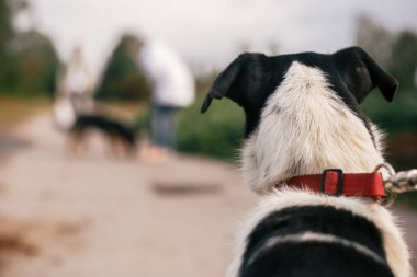 Evsiz siyah beyaz köpek mutlu aile zekâ oynarken bakıyor