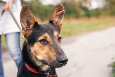 Sevimli sokak siyah ve kahverengi köpek yeşil yaz parkı yürüyüş. Ado