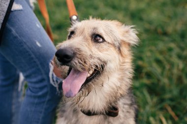 Sevimli evsiz kabarık köpek yürüyüş ve yeşil yaz par oynuyor
