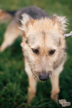 Sevimli evsiz kabarık köpek yürüyüş ve yeşil yaz par oynuyor
