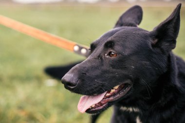 Sevimli sokak toplam siyah köpek yürüyüş ve yeşil yaz p oynuyor
