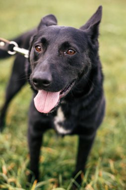 Sevimli sokak toplam siyah köpek yürüyüş ve yeşil yaz p oynuyor