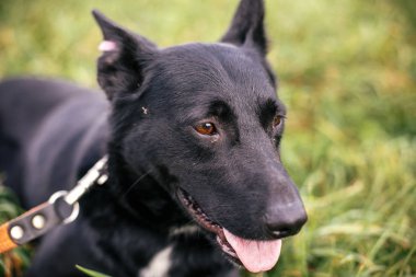Sevimli sokak toplam siyah köpek yürüyüş ve yeşil yaz p oynuyor