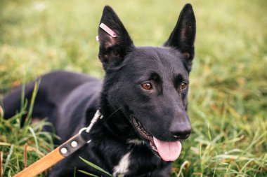 Sevimli sokak toplam siyah köpek yürüyüş ve yeşil yaz p oynuyor