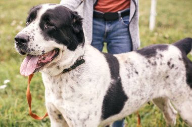 Evsiz tatlı alabai köpek oynarken ve yaz parkında yürüyüş. Bı