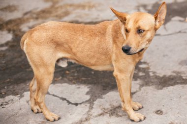 Yaz parkında yürüyen tatlı görünümlü gözleri ile sevimli evsiz köpek