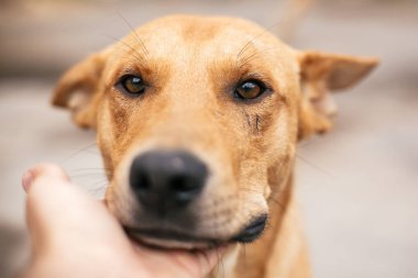 Summ tatlı görünümlü gözleri ile sevimli evsiz köpek okşama
