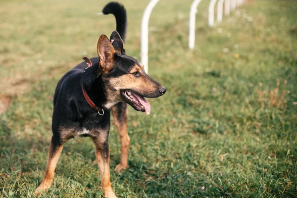 Carino randagio cane nero e marrone passeggiando nel verde parco estivo. Ado. — Foto Stock