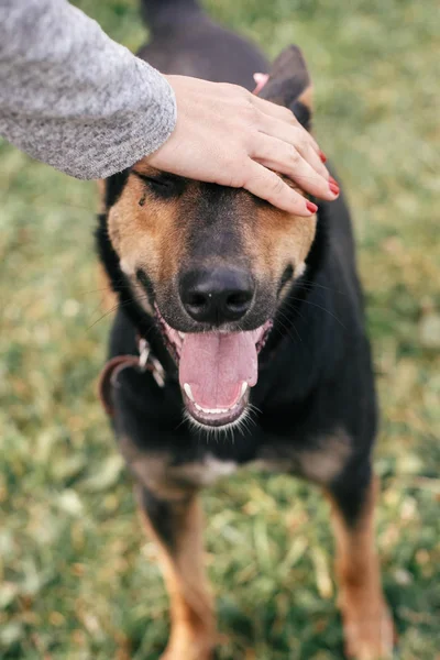 Hand caressing cute homeless dog with funny look in summer park. — Stock Photo, Image