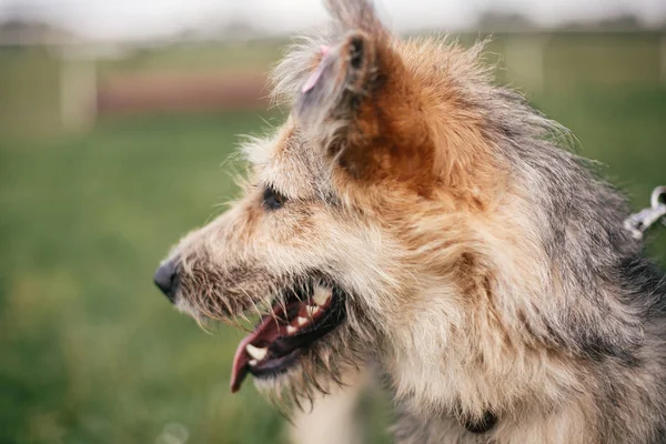 Lindo perro sin hogar mullido pasear y jugar en verde verano par — Foto de Stock