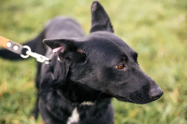 Lindo perro callejero total negro pasear y jugar en verde verano p — Foto de Stock