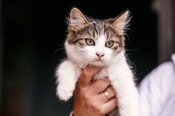 Manos sosteniendo lindo gatito tabby con ojos de aspecto dulce. Adorab — Foto de Stock