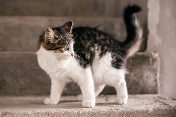 Lindo asustado tabby gatito con dulce buscando ojos caminar en ciudad — Foto de Stock
