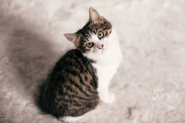 Carino gattino tabby con occhi dolci seduto in strada della città — Foto Stock