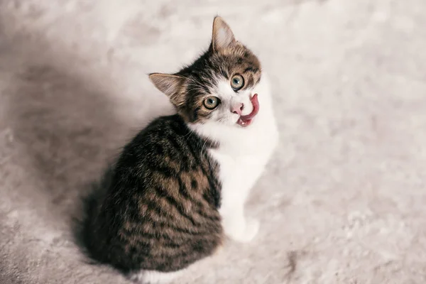 Cute tabby kitten with sweet looking eyes yawning on background — Stock Photo, Image