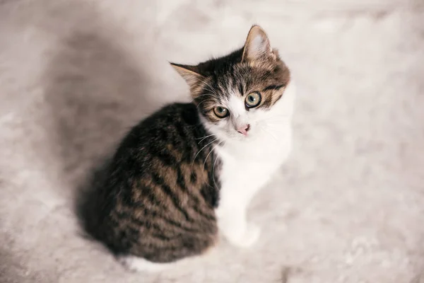 Gatinho bonito tabby com olhos doces olhando sentado na rua da cidade — Fotografia de Stock