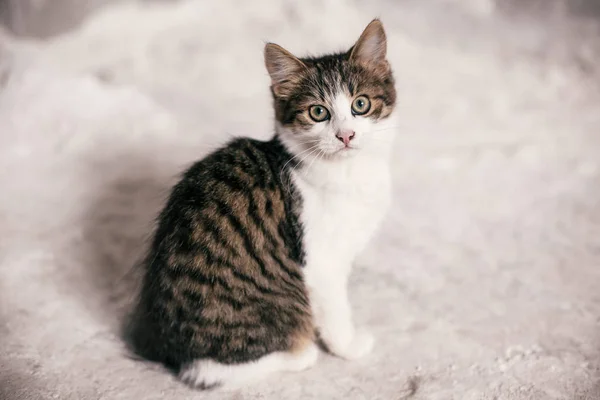 Cute tabby kitten with sweet looking eyes sitting in city street — Stock Photo, Image