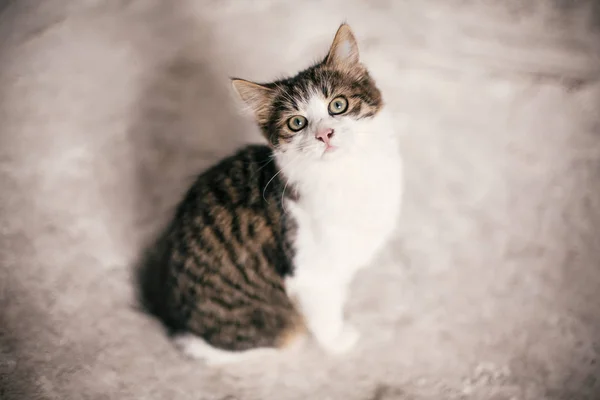 Cute tabby kitten with sweet looking eyes sitting in city street — Stock Photo, Image