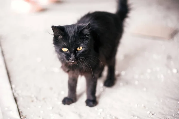 Бездомний милий чорний кіт з жовтими очима, що йдуть по міській вулиці . — стокове фото
