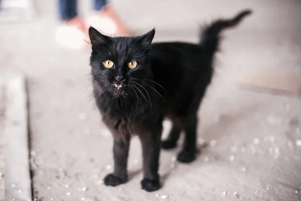 Gato negro lindo sin hogar con ojos amarillos maullando en la calle de la ciudad . — Foto de Stock