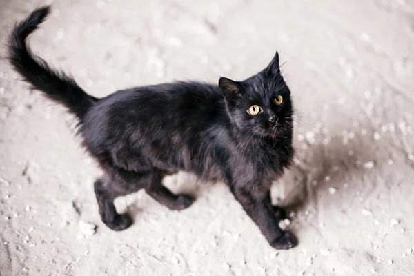 Obdachlose süße schwarze Katze mit gelben Augen läuft in der Stadt Straße. — Stockfoto