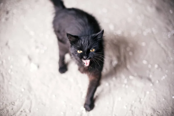 Hajléktalan aranyos fekete macska, sárga szeme meowing a városi utcán. — Stock Fotó