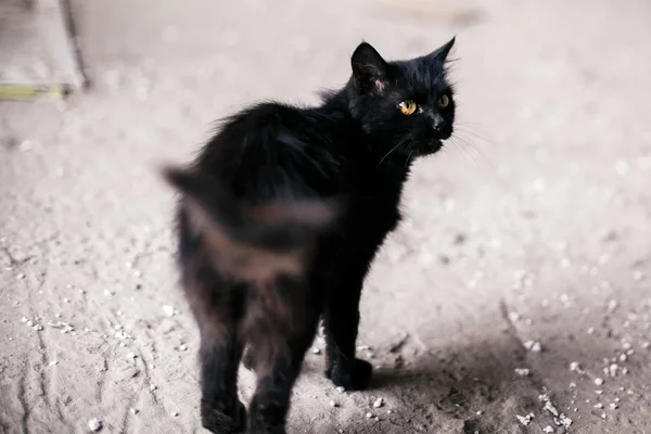 Hajléktalan aranyos fekete macska, sárga szeme sétál a városi utcán. — Stock Fotó