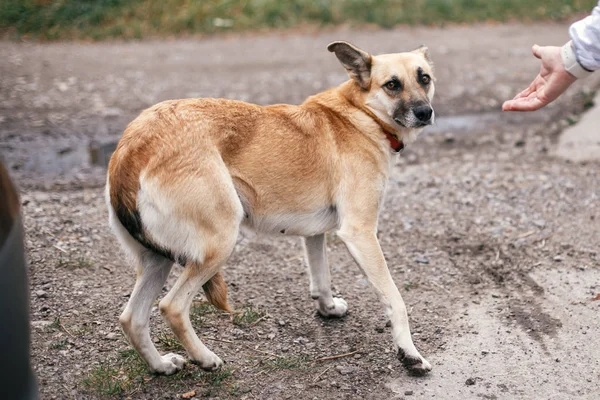 Cute homeless scared dog with sweet looking eyes walking in summ