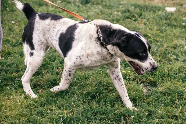 ホームレスの甘いアラバアイ犬が夏の公園で遊んで歩いています。Bi — ストック写真