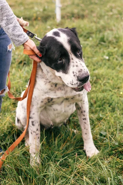 Main caressant sans abri mignon chien alabai dans le parc d'été. Big ado — Photo