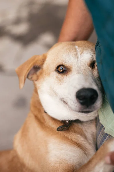 Persona abrazando adorable perro amarillo con divertidas emociones lindas. Han. — Foto de Stock