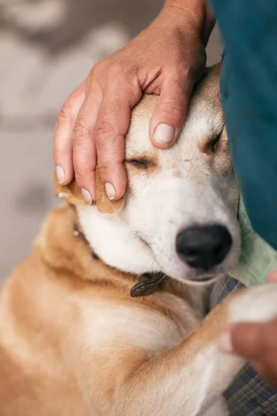 Mão acariciando bonito sem-teto cão com doce olhar olhos no summ — Fotografia de Stock