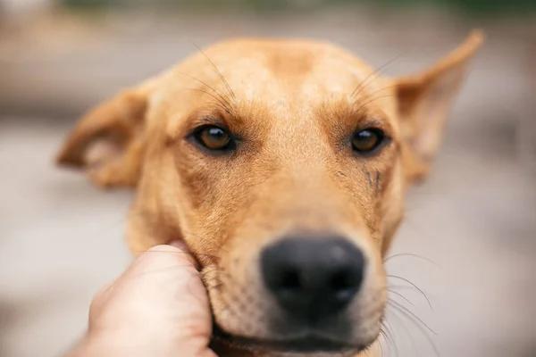 Mão acariciando bonito sem-teto cão com doce olhar olhos no summ — Fotografia de Stock