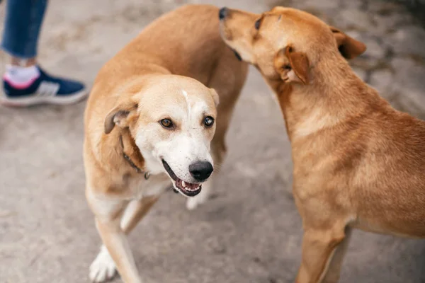 Schattige dakloze honden met lief uitziende ogen spelen in de zomer par — Stockfoto