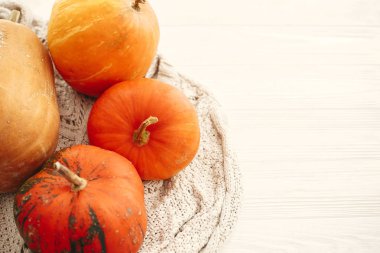 Beyaz örme kazak üzerinde kabaklar, üst görünümü. Mutlu Şükran,